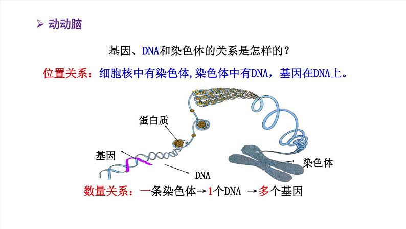 2020--2021学年人教版八年级下册7.2.2基因在亲子代间的传递课件06