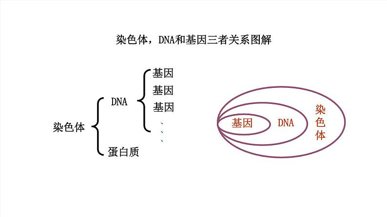 2020--2021学年人教版八年级下册7.2.2基因在亲子代间的传递课件07