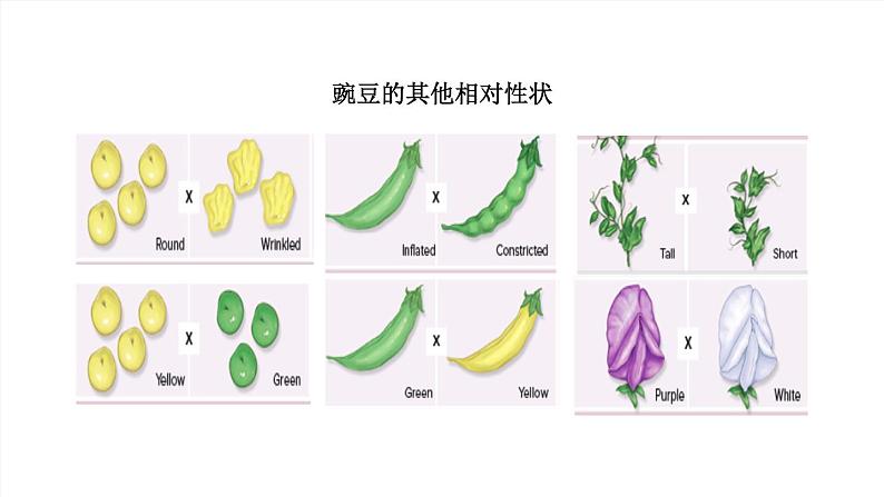 2020--2021学年人教版八年级下册7.2.3基因的显性和隐性课件07