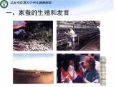 2020--2021学年人教版八年级下册生物7-1-2昆虫的生殖和发育课件