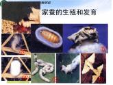 2020--2021学年人教版八年级下册生物7-1-2昆虫的生殖和发育课件