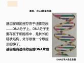 2020-2021学年人教版生物八年级下册7.2.2基因在亲子代间的传递课件