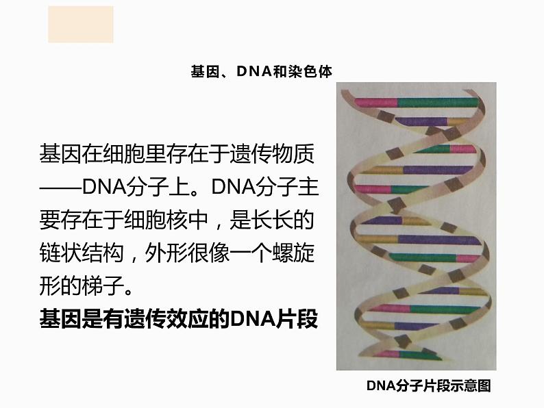 2020-2021学年人教版生物八年级下册7.2.2基因在亲子代间的传递课件05