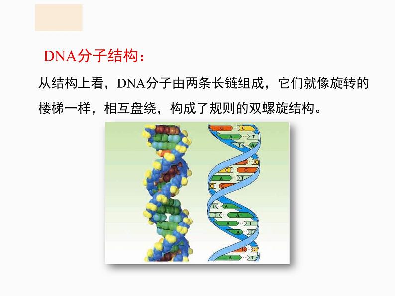 2020-2021学年人教版生物八年级下册7.2.2基因在亲子代间的传递课件08