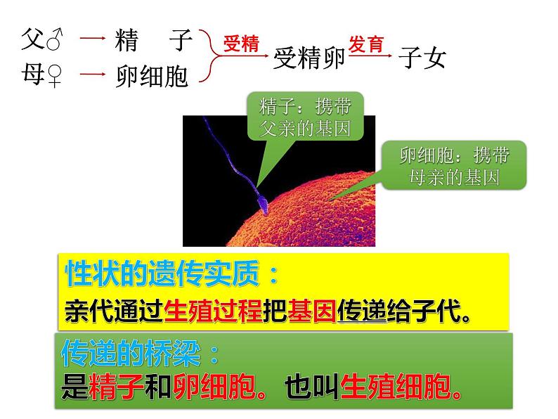 2020—2021学年人教版生物八年级下册7.2.2基因在亲子代间的传递课件03