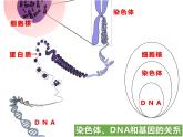 2020—2021学年人教版生物八年级下册7.2.2基因在亲子代间的传递课件
