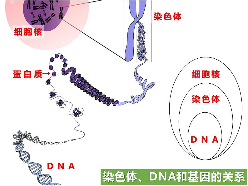 2020—2021学年人教版生物八年级下册7.2.2基因在亲子代间的传递课件05