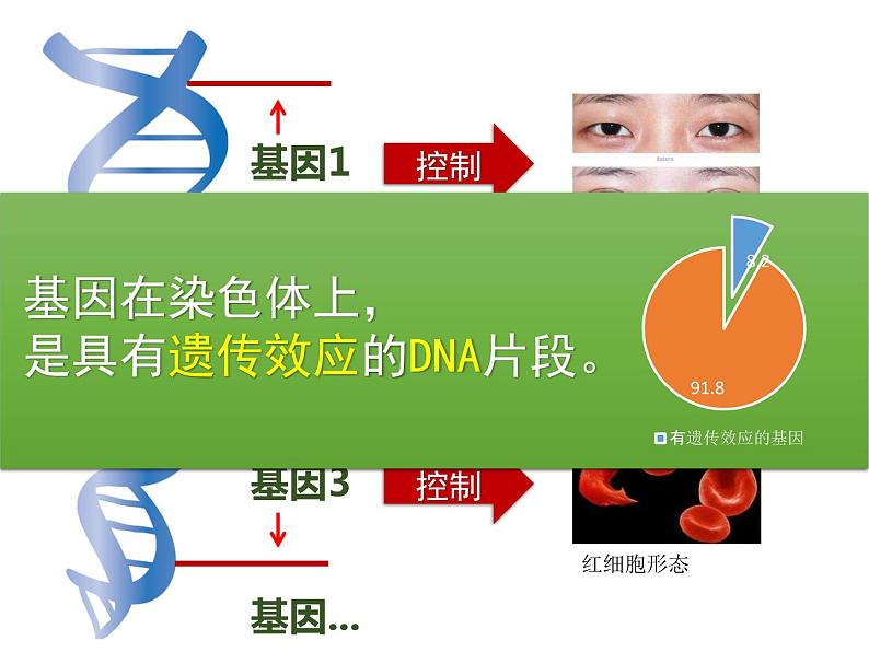 2020—2021学年人教版生物八年级下册7.2.2基因在亲子代间的传递课件06