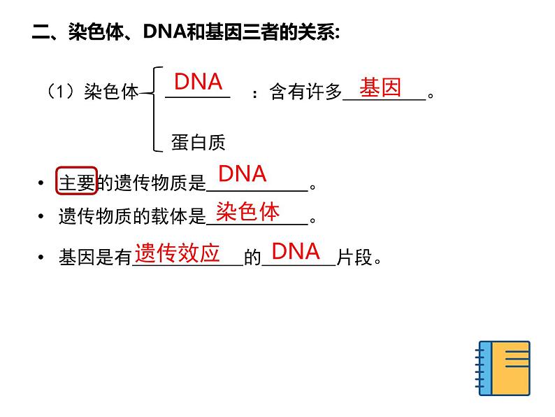 2020—2021学年人教版生物八年级下册7.2.2基因在亲子代间的传递课件07