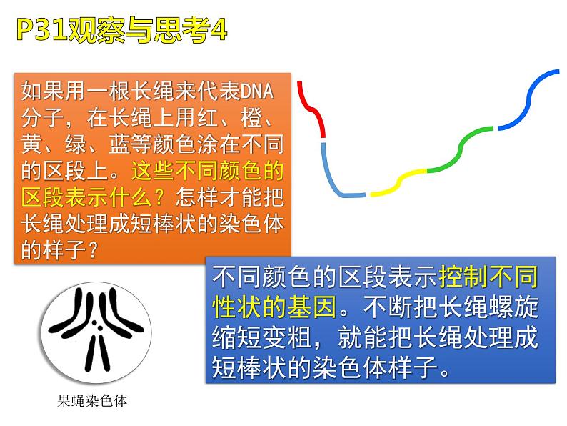 2020—2021学年人教版生物八年级下册7.2.2基因在亲子代间的传递课件08