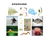 2020—2021学年人教版生物八年级下册7.3.2生物进化的历程 课件