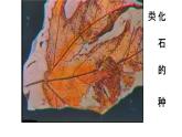 2020—2021学年人教版生物八年级下册7.3.2生物进化的历程 课件