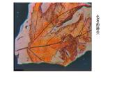 2020—2021学年人教版生物八年级下册7.3.2生物进化的历程 课件