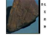2020—2021学年人教版生物八年级下册7.3.2生物进化的历程 课件