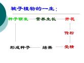 人教版八年级生物下册全册知识点复习课件
