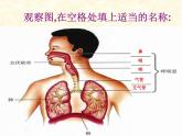 人教版 七下 第四单元第三章 第1节  呼吸道对空气的处理  课件（33张PPT）