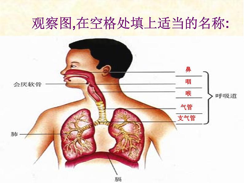 人教版 七下 第四单元第三章 第1节  呼吸道对空气的处理  课件（33张PPT）第5页