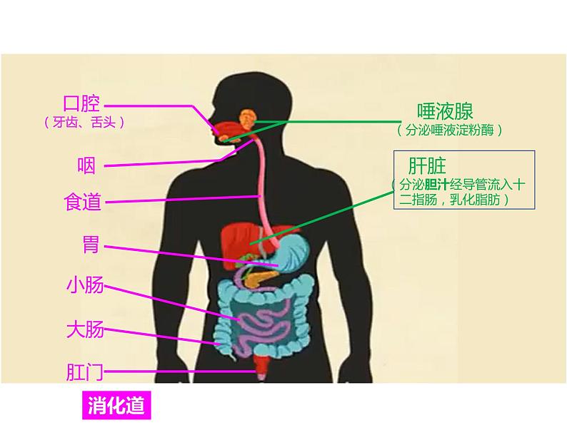 （人教七下）4.2.2 消化和吸收第2页