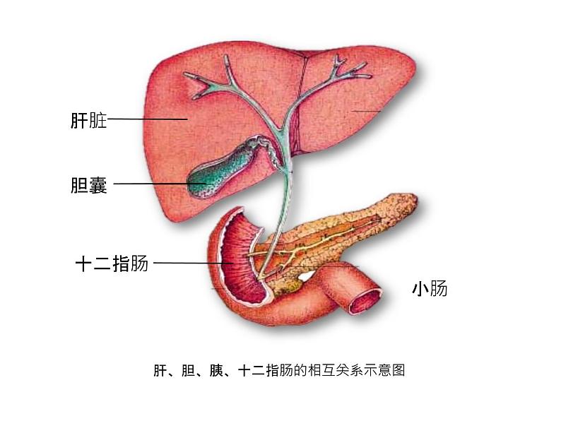 （人教七下）4.2.2 消化和吸收第3页