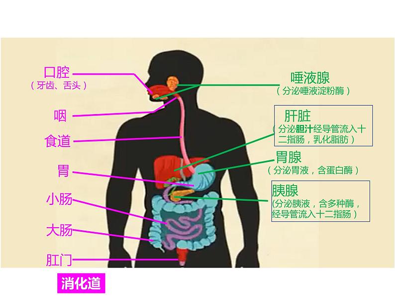 （人教七下）4.2.2 消化和吸收第5页