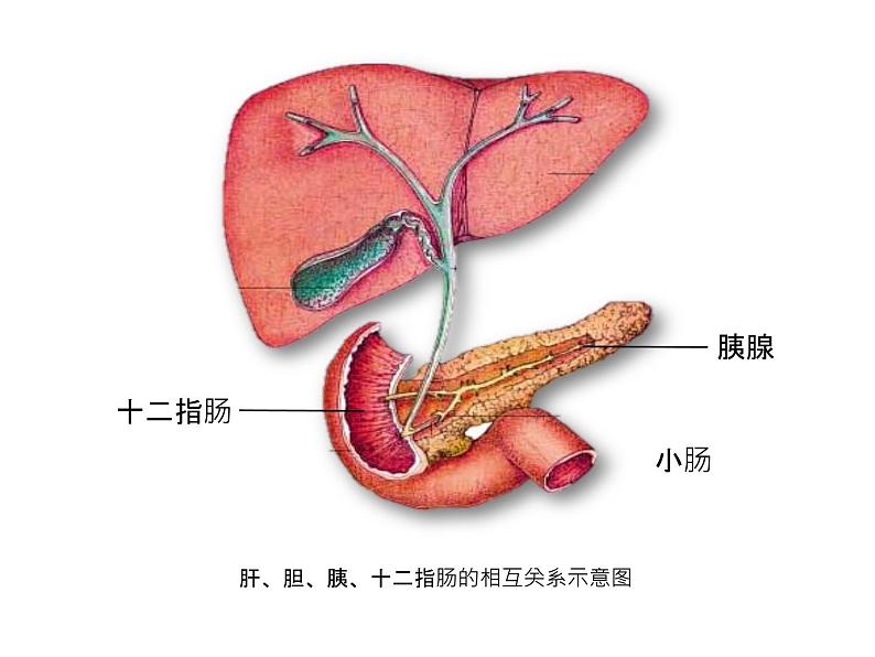 （人教七下）4.2.2 消化和吸收第6页