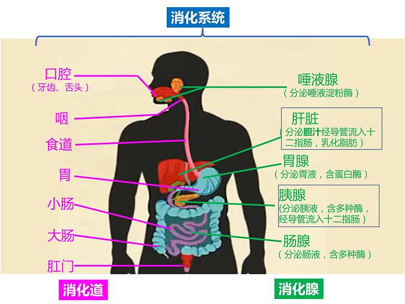 （人教七下）4.2.2 消化和吸收第7页