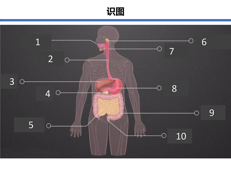 （人教七下）4.2.2 消化和吸收第8页