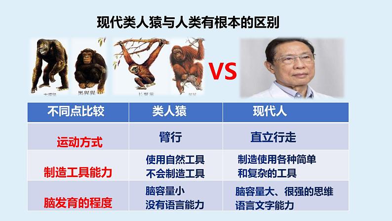 （人教七下）4.1.1 人类的起源和发展 1 课件05