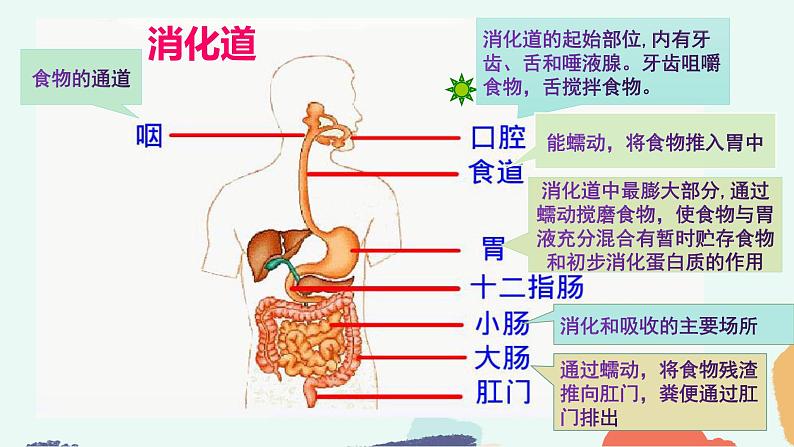 （人教七下）4.2.2 消化和吸收（第一课时）第4页