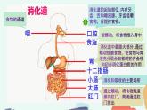 （人教七下）4.2.2 消化和吸收（第一课时） 课件