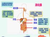 （人教七下）4.2.2 消化和吸收（第一课时） 课件
