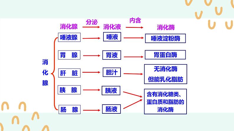 （人教七下）4.2.2 消化和吸收（第一课时）第6页