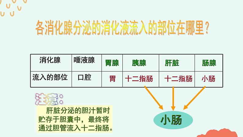 （人教七下）4.2.2 消化和吸收（第一课时）第8页