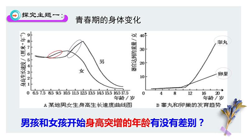 （人教七下）4.1.3 青春期第3页