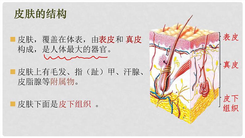 （北师大七下）4.11.3 皮肤与汗液分泌 课件04