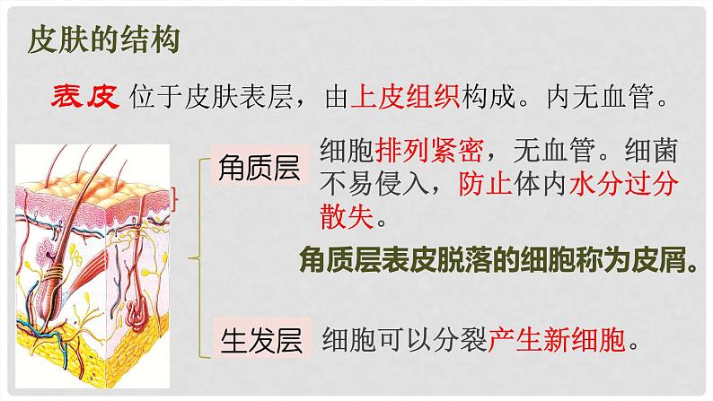 （北师大七下）4.11.3 皮肤与汗液分泌 课件05