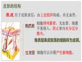 （北师大七下）4.11.3 皮肤与汗液分泌 课件