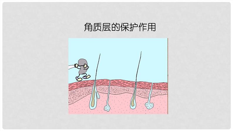 （北师大七下）4.11.3 皮肤与汗液分泌 课件06