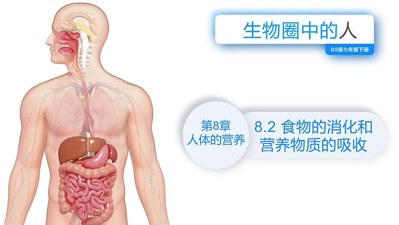 （北师大七下）8.2食物的消化和营养物质的吸收第2页