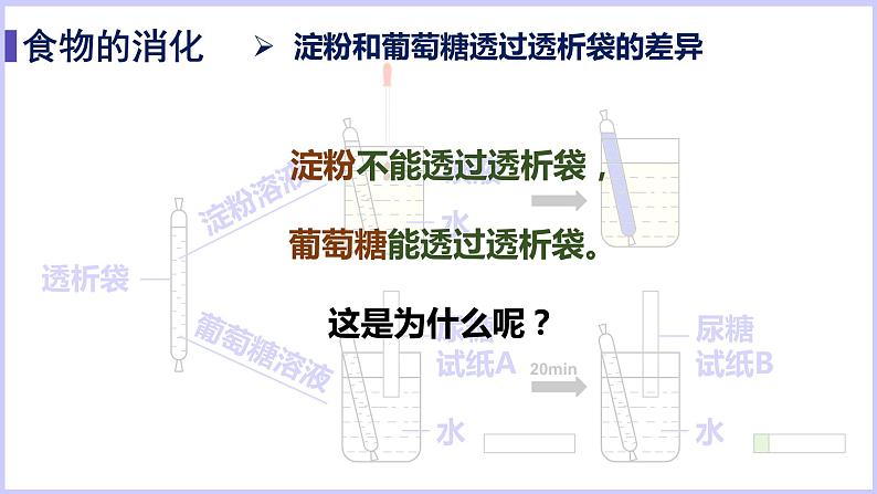 （北师大七下）8.2食物的消化和营养物质的吸收第3页