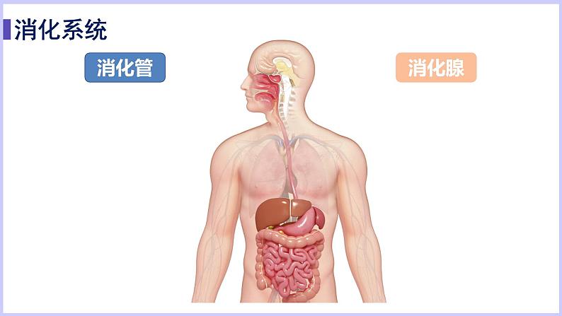 （北师大七下）8.2食物的消化和营养物质的吸收第5页