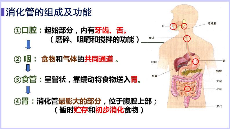 （北师大七下）8.2食物的消化和营养物质的吸收第6页