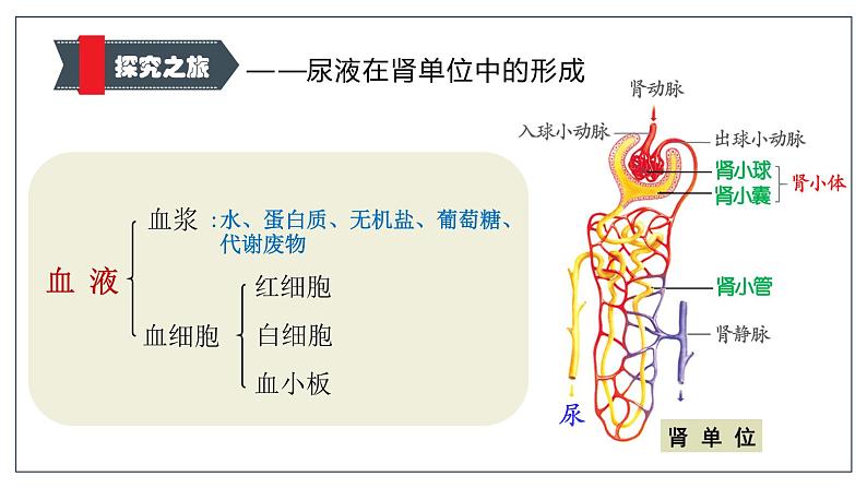 （北师大七下）4.11.2 尿的形成和排出 课件04