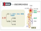 （北师大七下）4.11.2 尿的形成和排出 课件