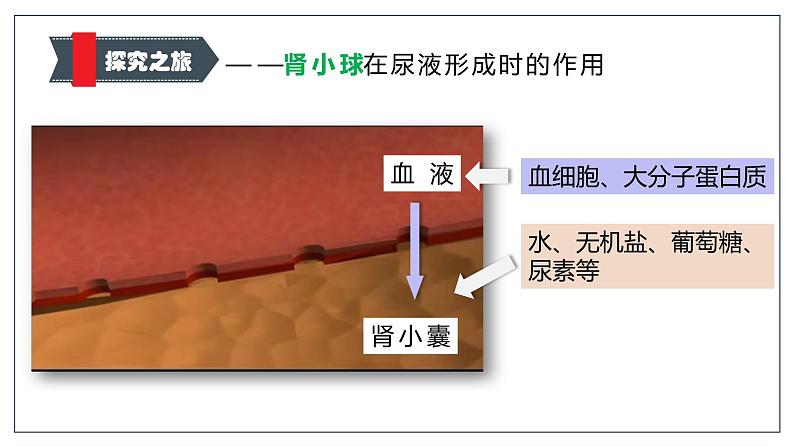 （北师大七下）4.11.2 尿的形成和排出 课件05