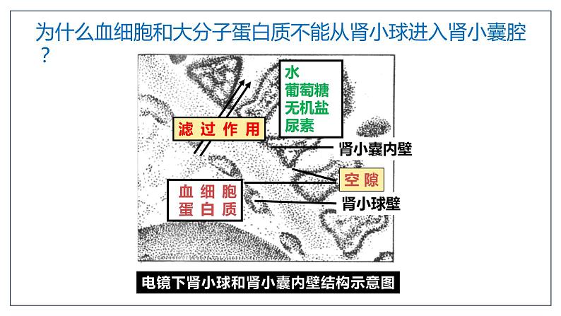 （北师大七下）4.11.2 尿的形成和排出 课件06