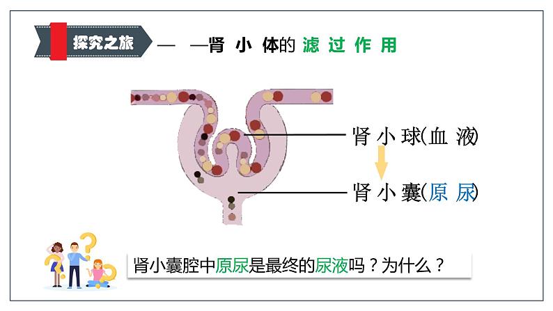 （北师大七下）4.11.2 尿的形成和排出 课件08