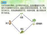 （北师大七上）3.6.1 种子萌发形成幼苗 课件