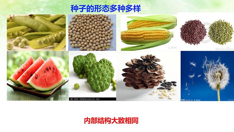 （北师大七上）3.6.1 种子萌发形成幼苗 课件05