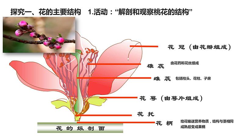 （北师大七上）3.6.3 生殖器官的生长 0第4页